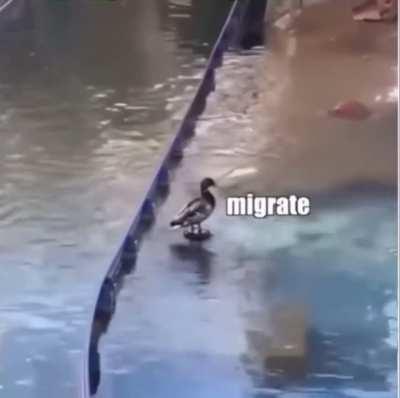 Migration