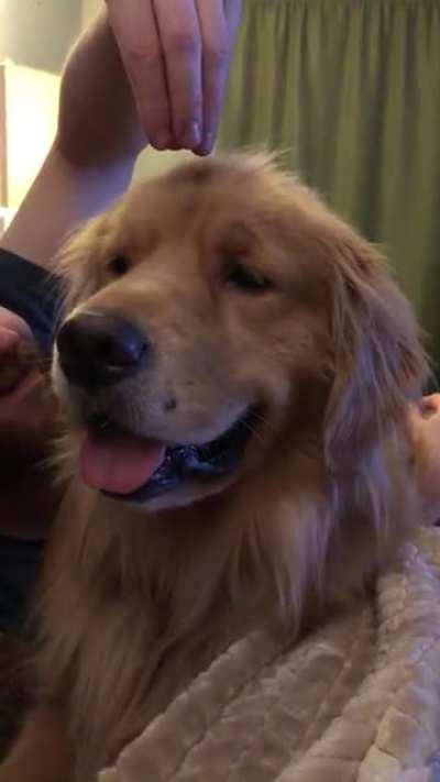 Head scritches = Instant golden smiles