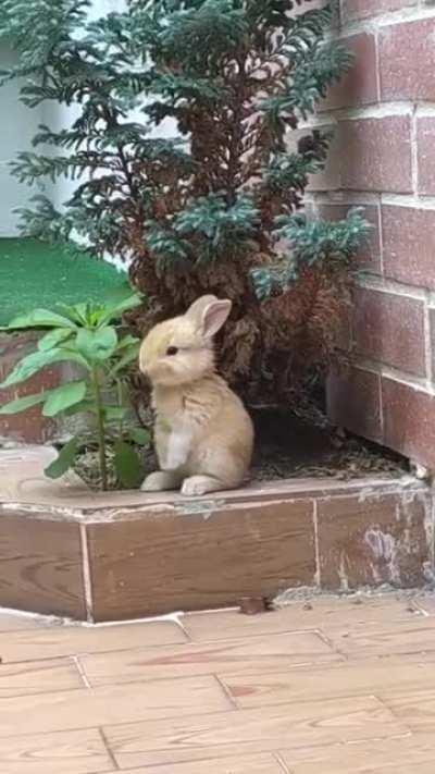 Little bunny having a snack 🐰