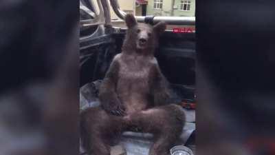 Bear in Turkey got drunk after eating too much bitter honey.