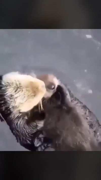 Otters getting som snuggles