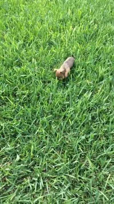 The cutest little jumpy zoomies ever