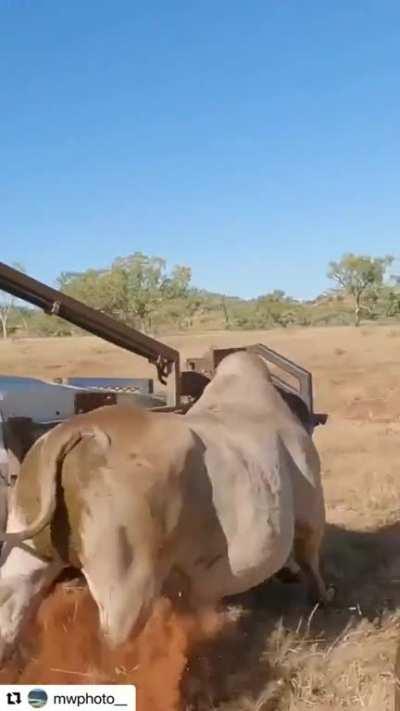 Rounding up cleanskin bulls in Kimberley (Western Australia).