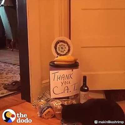 Cat is scared of a spot on the kitchen floor, owner takes advantage.