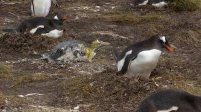 Penguin blasts other penguin with shit, who then proceeds to just shake it off.