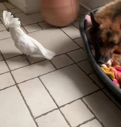 Ever seen a bird barking at a dog?