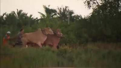 James May and some cows have a drag race 🏁🏁