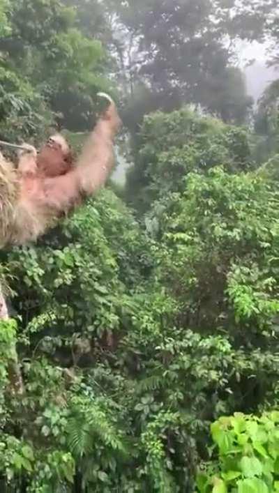 WCGW ziplining...