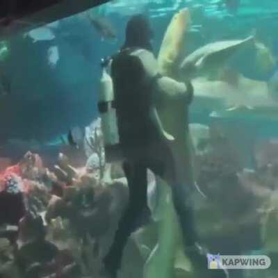 Diver dances with shark