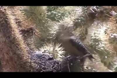 Woodpecker pecking the brains out of a baby bird