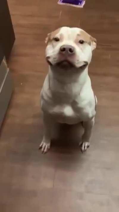 Pibble Smile