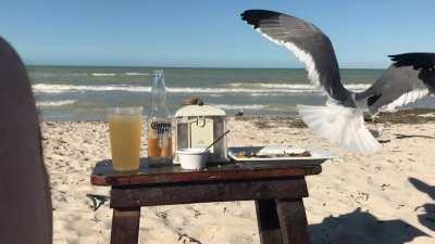 Seagull taking my food...