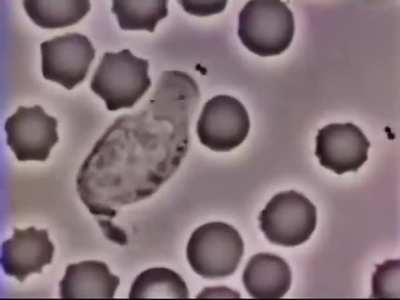 Fascinating footage of a human white blood cell chasing a bacterium captured through a microscope. Credit: David Rogers