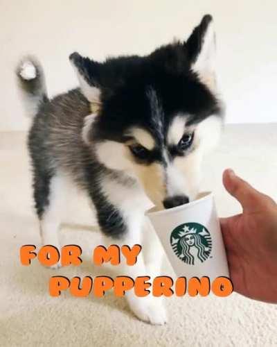 Two puppucinos please :)