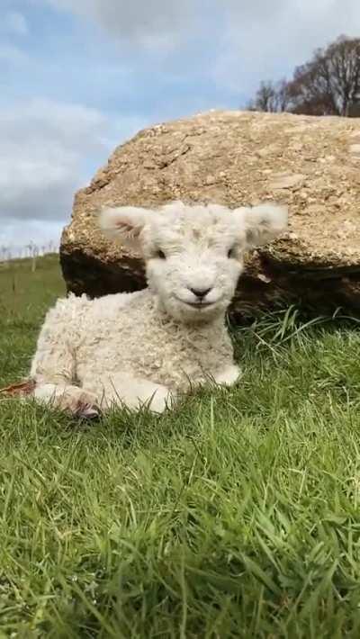 everyone please look at this small baby sheep