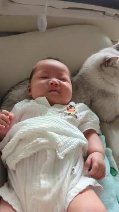 My cat can put babies to sleep. Any parents want to hire him?