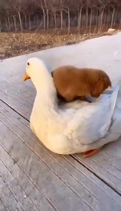 Just a pup and his duck