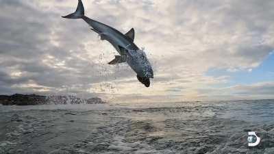 This Great White Shark was filmed jumping 15 feet through the air.