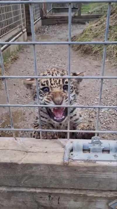 Were at the zoo, and the jaguar just had a kitten a few weeks ago.