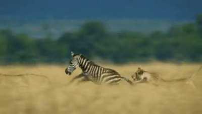 A feisty zebra outruns three lionesses