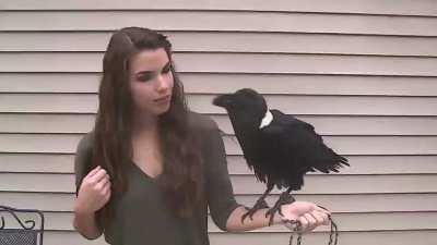 Ravens Can Also Mimic Human Speech