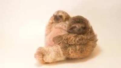 Baby sloths hugging