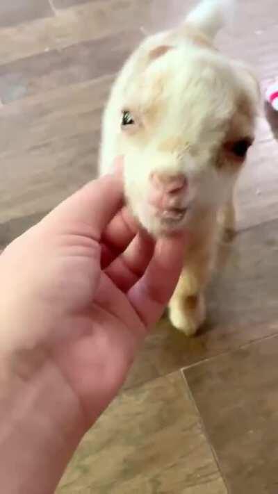 My moms new baby goat. Alfie