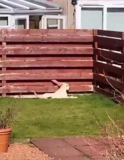 This neighbour and doggo have formed a bond of friendship