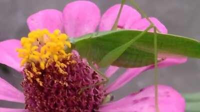 Is that a cricket munching on the pollen? [0:20]