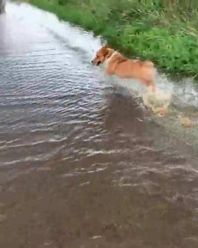 Boris loves it when the trail floods