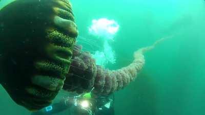 🔥The Black Sea Nettle