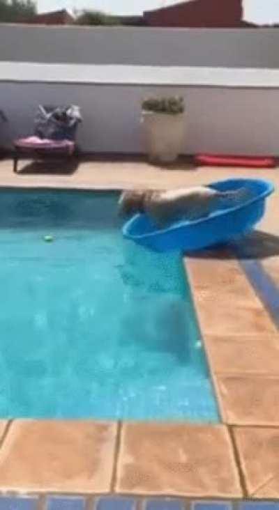 Pool too deep? Can't retrieve ball? Have no fear. Canine Problem Solver is here!