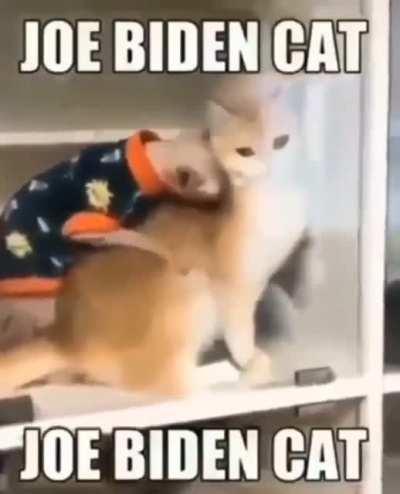 Jo Bid!n CaT 111!!!!1!!???1??!!!