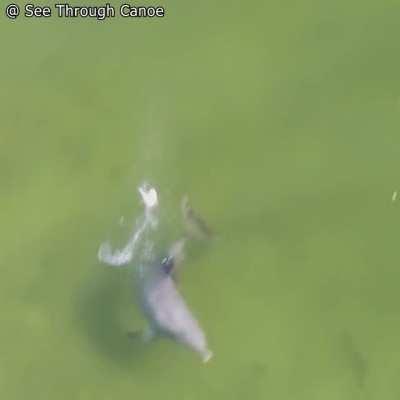 Tricky fish does a backflip while evading a Dolphin