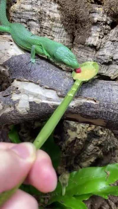 My lizard loves a spoonful of his favorite treat, but he always takes a moment to figure out how to eat it