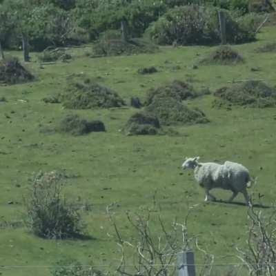 Someone's doing some funny shearing