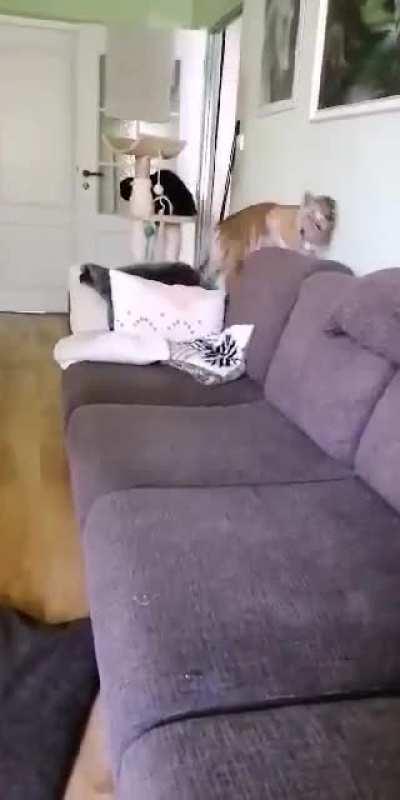 Baby tiger hunting a sofa