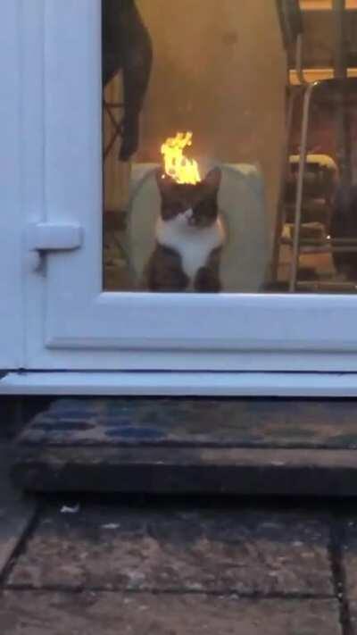 This Kitty On Fire!!