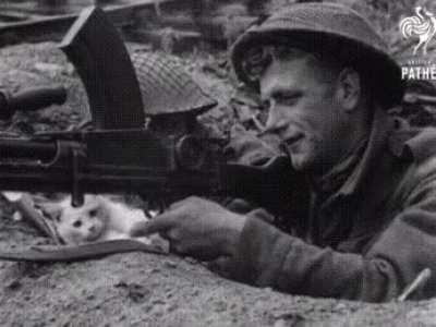 Just a cat being too metal to not be true to itself during war.