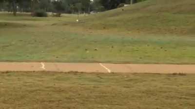 A very excited bird bouncing golf balls