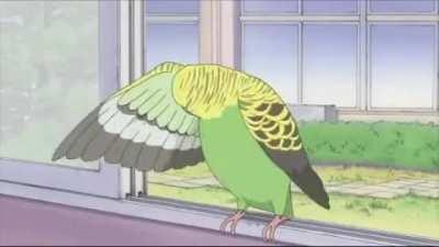 Parakeet