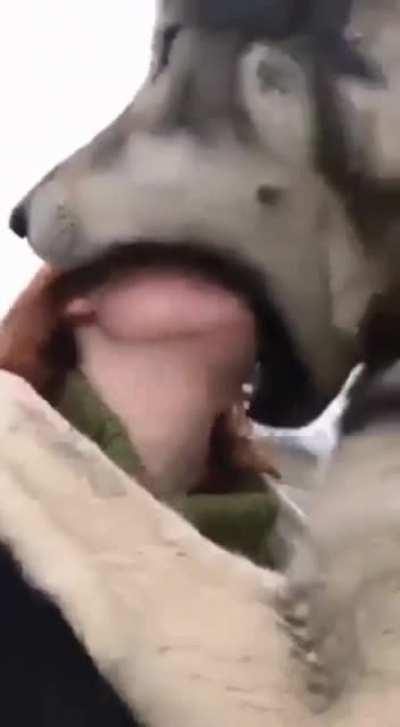 Big bad wolf tries to eat woman