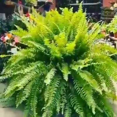 Satisfying houseplant