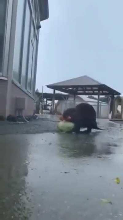 In Tula, Russia, beavers carried out a robbery at a food warehouse. In a video filmed by locals, beavers try to carry as many vegetables as they can. A robbery in the middle of the day and in the rain