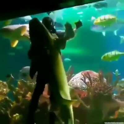 A Scuba Diver dancing with A Shark