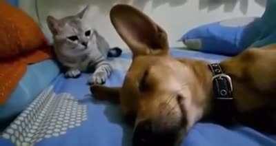 Cat dies inside after watching the dog fart