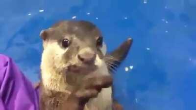 An Otter showing a human how to pet him is the cutest thing you will see today!