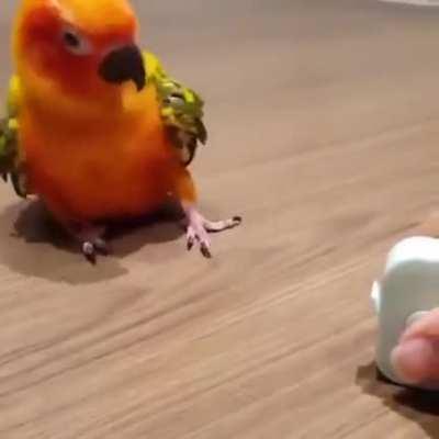 Birb