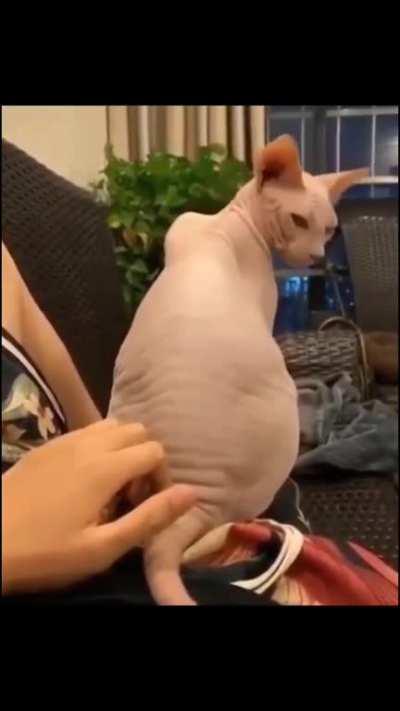 What it looks like when a cat flexes its back skin