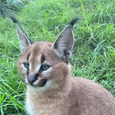 A caracal calibrating its ears